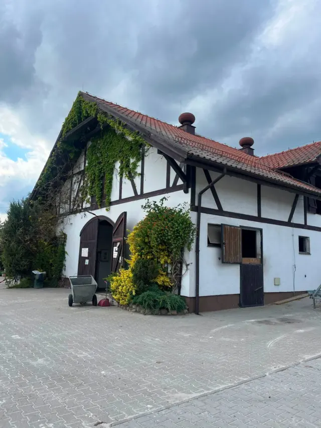 Budynek stajni Volta z muru pruskiego, porośnięty bluszczem